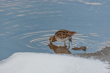 Great Snipe (Gallinago media) feeding in the lake