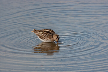 Great Snipe (Gallinago media) feeding in the lake