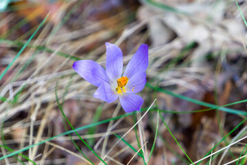 spring crocus flowers