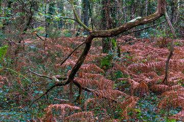 Wood log in the forest