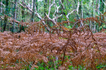 moss on the ground, forest, leaves