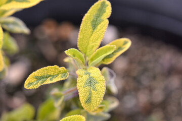 Sage in spring growth mode in New Zealand