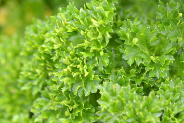 Fresh Parsley growing in the garden.