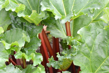 Fresh spring Rhubarb in the garden wait to be picked