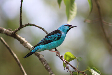 Blue Bird