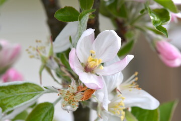 Apple blosson and the beginning of new fruit.