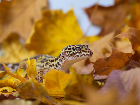 exotic pet lizard gecko autumn photo halloween
