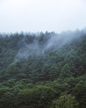 Fototapeta Fog Over Forest