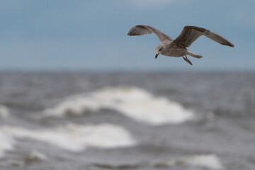 larus fuscus