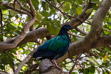 blue green bird on a branch