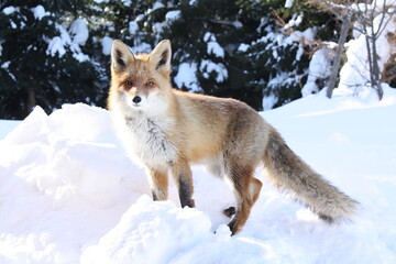 The wild fox in the winter