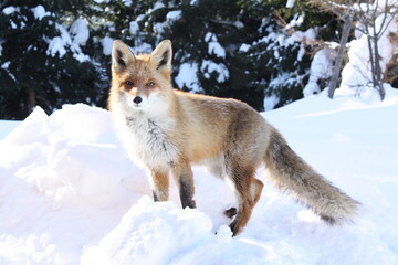 Obraz premium The wild fox in the winter