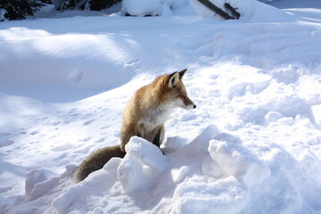 The wild fox in the winter