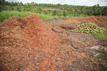 conde, bahia, brazil - october 6, 2021: composting area made with coconut shells on a farm in the...