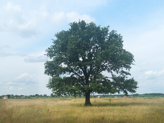 Fototapeta na wymiar a tree standing alone in a field