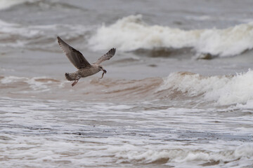 seagull in the sea
