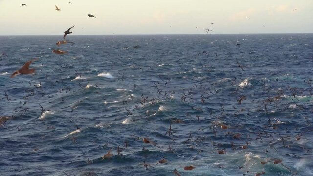 Storm in the North Bering Sea. Sea gulls fly against the wind against the backdrop of a raging sea.