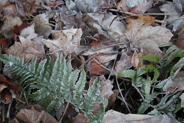 Blätter im Herbst Winter Motiv