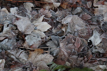 Bl&auml;tter im Herbst Winter Motiv