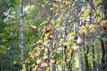 Blurred autumn background