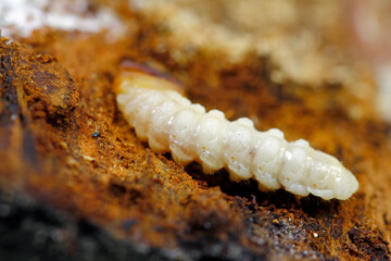 Longhorn beetle larvae in dead birch wood 