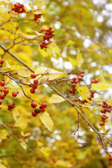 Blurred autumn background