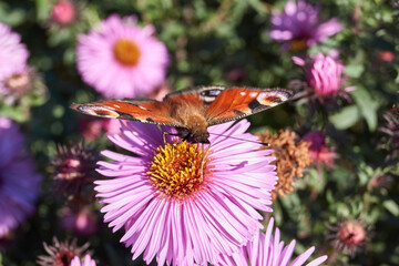 The butterfly Peacock eye (lat. Aglais io) collects nectar from flowers.