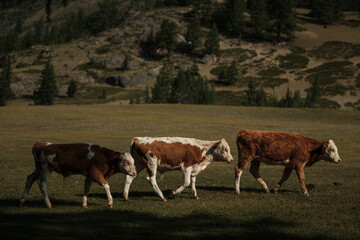 Cows grazing in summer in a meadow in the Altai Mountains