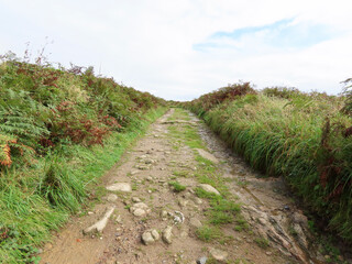 Empty moore landscape in England with dirt road and ferns