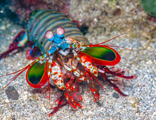 Coral reef South Pacific Sulawesi, , Mantis shrimp
