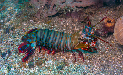 Coral reef South Pacific Sulawesi, , Mantis shrimp