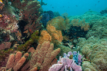 Coral reef South Pacific Sulawesi,