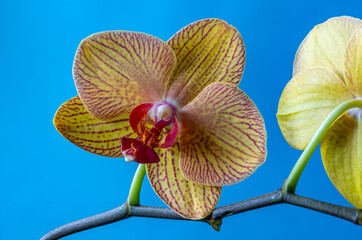Dendrobium orchid in studio setting