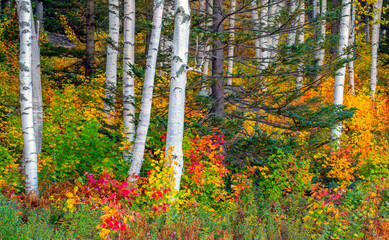 Along the Kancamagus Highway in autumn with paper birch trees