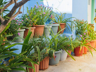 The interior of summer yard. Summer patio of greek house with plants in pots. 