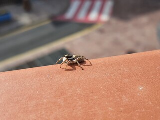 jumping Spider