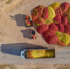 Top view of colorful fruits are transported to industrial production facility for juice.