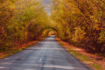 Fototapeta na wymiar Autumn road under the arched branches of trees