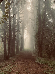 Naklejka premium forest 