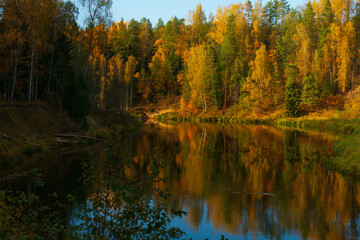 The trees are brightly colored on other side o the river. National Park Gauja, Latvia