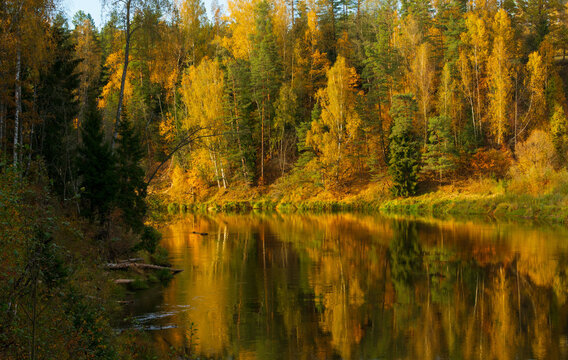 The trees are autumn colored on other side o the river. National Park Gauja, Latvia © Modris