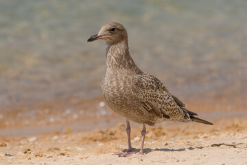 Juvenile Western Gull on a beach