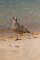 Juvenile Western Gull on a beach