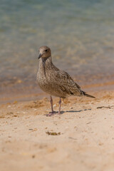 Juvenile Western Gull on a beach