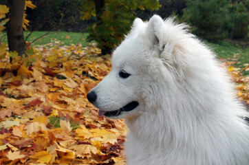 The white Samoyed husky looks attentively into the distance, against the background of the autumn landscape. The Samoyed husky is a very kind breed of dog, it will keep you company for a walk.