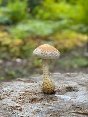 Trunk Shroom