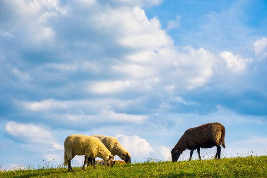 Schafe (Ovis gmelini aries) auf Elbdeich bei Viehle, Amt Neuhaus, Niedersachsen, Deutschland