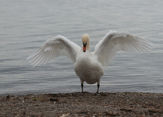 swan shaking its feather