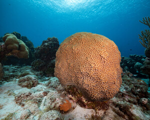 great star coral head on sandy bottom with more coral in background, Montastrea cavernosa