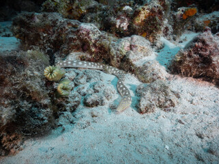 Sharp-tailed eel, small spotted sea snake looking fish on sandy bottom